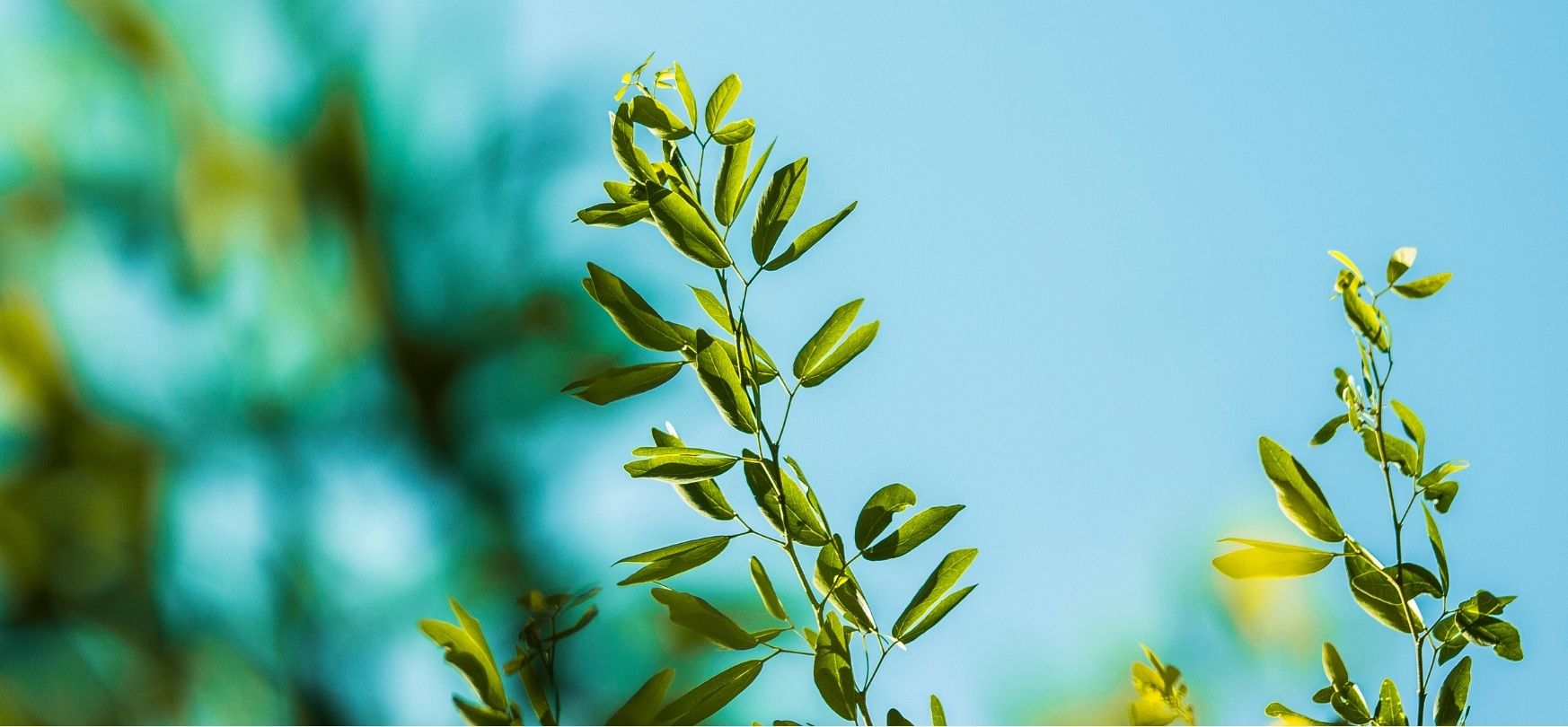 Tanaman Stress ? Kok Bisa yaa