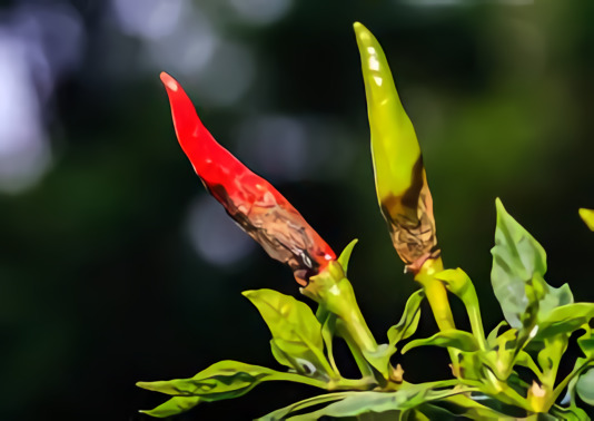 Pengendalian Ampuh Penyakit Antraknosa Pada Cabai