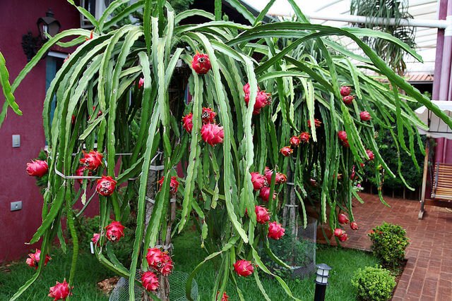 Langkah Praktis Menanam Buah Naga di Rumah