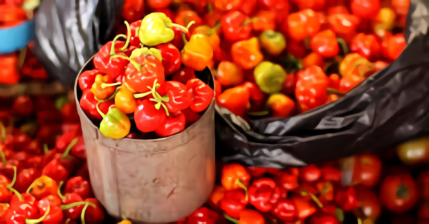 1.800 Atlet ikuti KlikDokter Run Fest 2022 , Gelorakan Semangat #JagaSehatmu Sambil Wisata