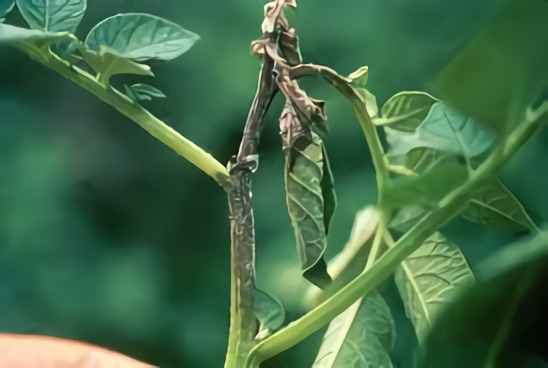 Busuk Batang Pada Cabai : Gejala dan Cara Pengendalian